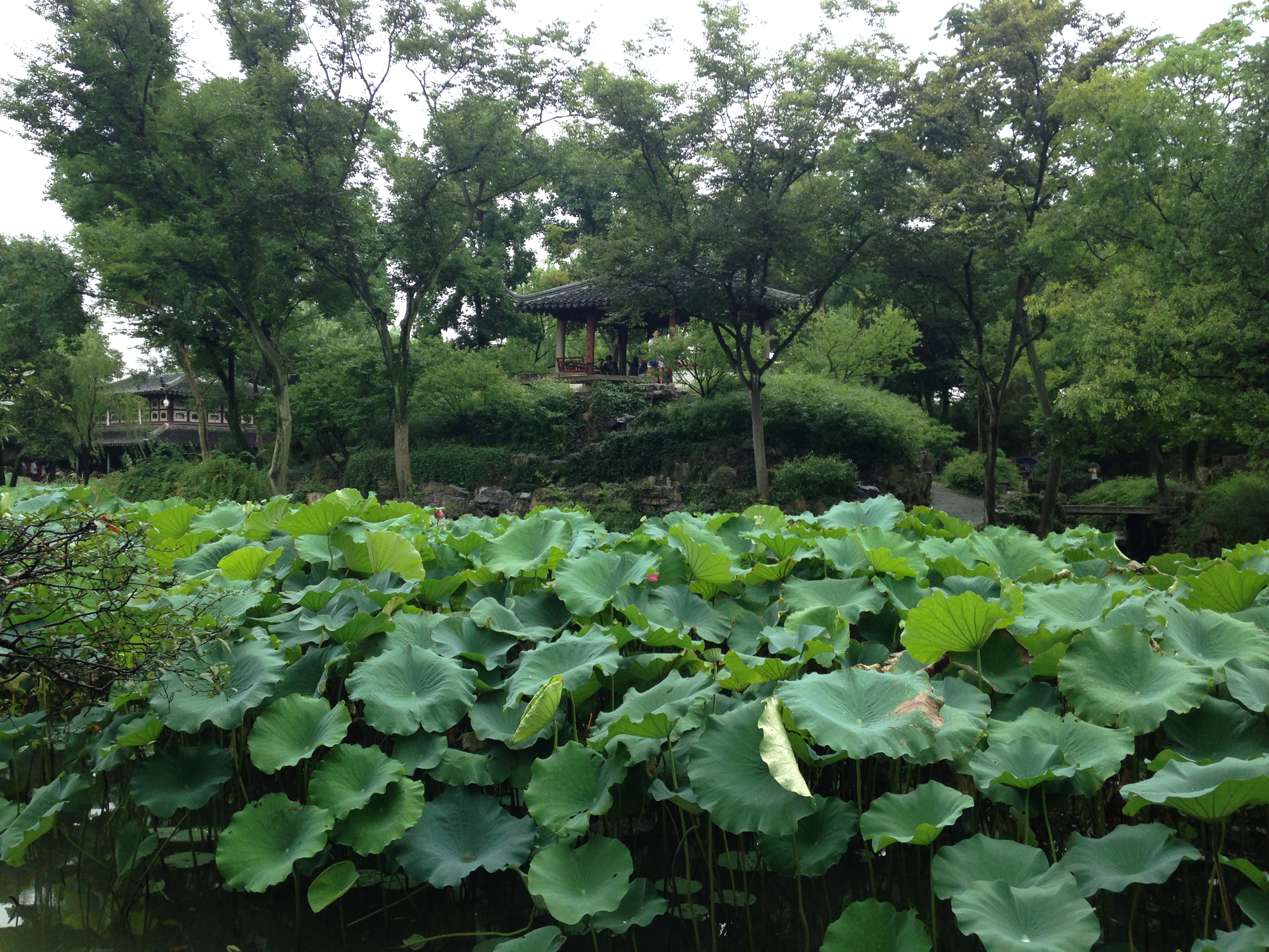 Lotus leaves covering a pond below Daishuang Pavilion at the Humble Administrator’s Garden